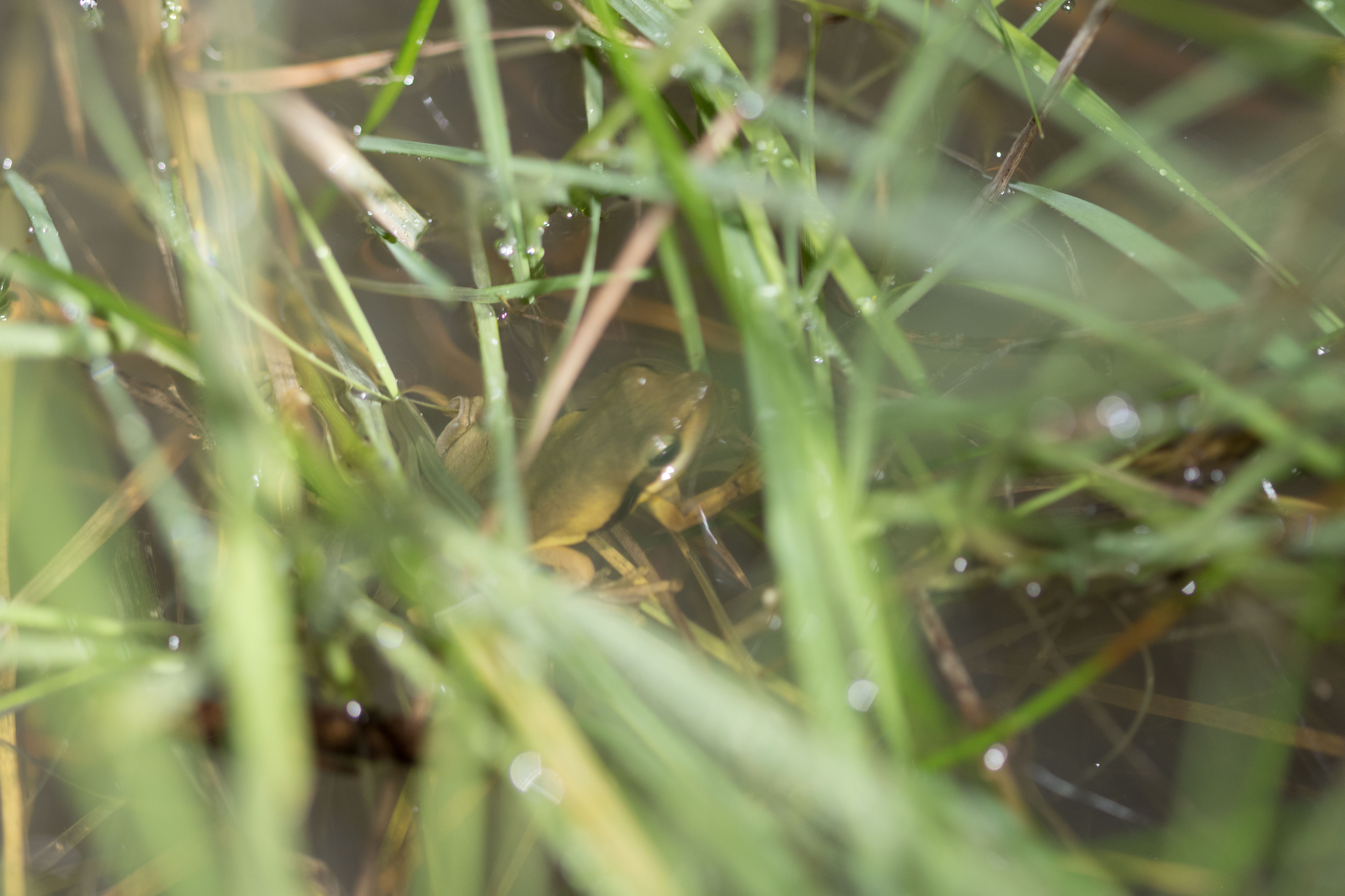 20160612-102A4312-resize