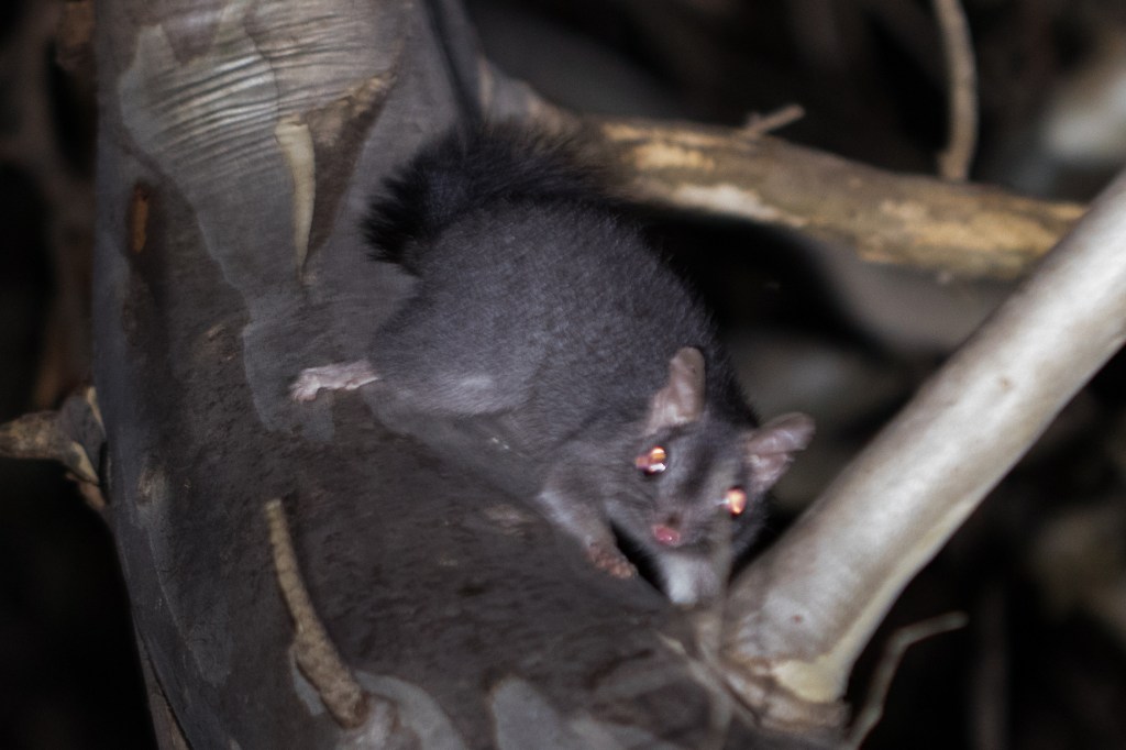 Looking for Wambenger