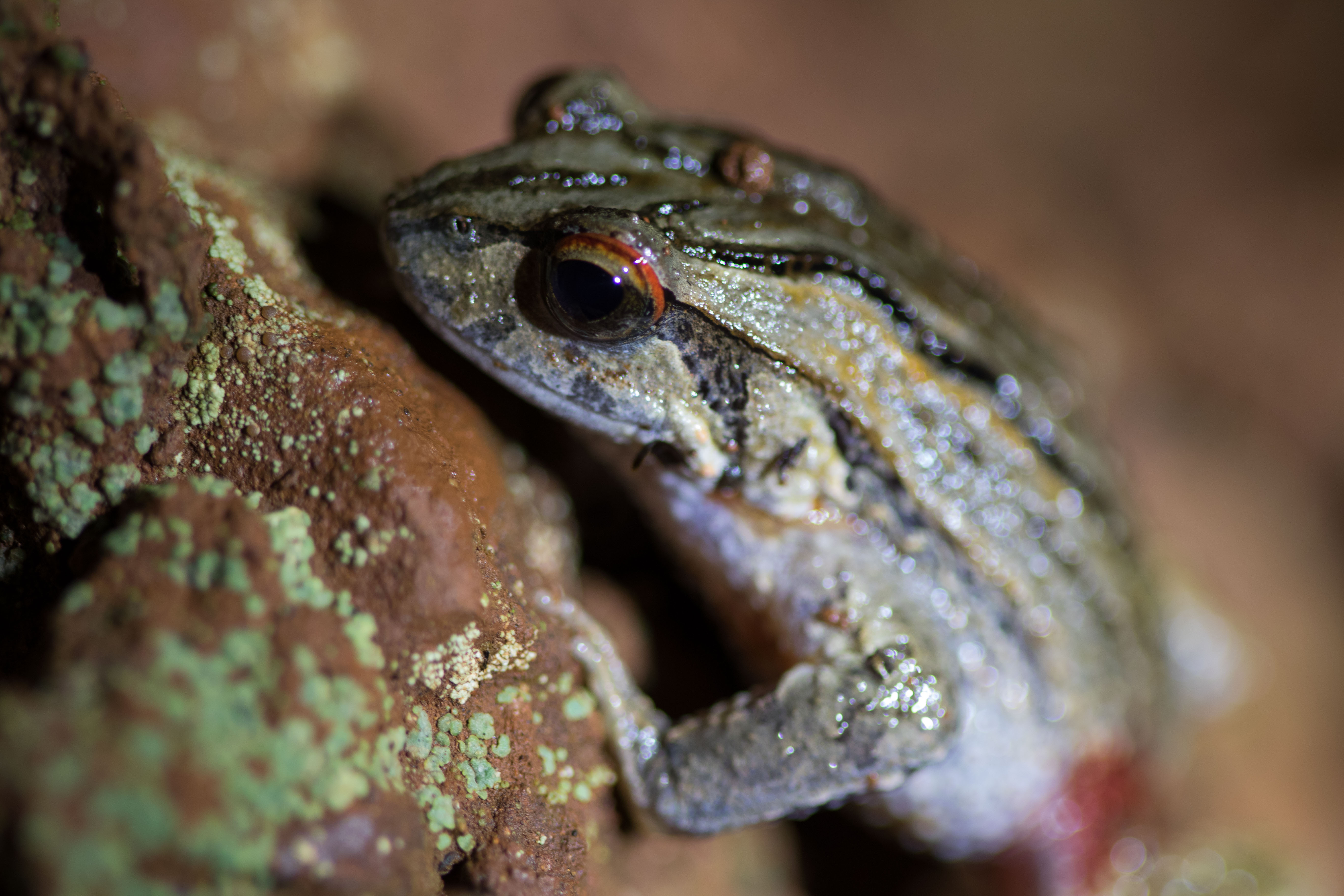 Frogging – the Quacking Frog