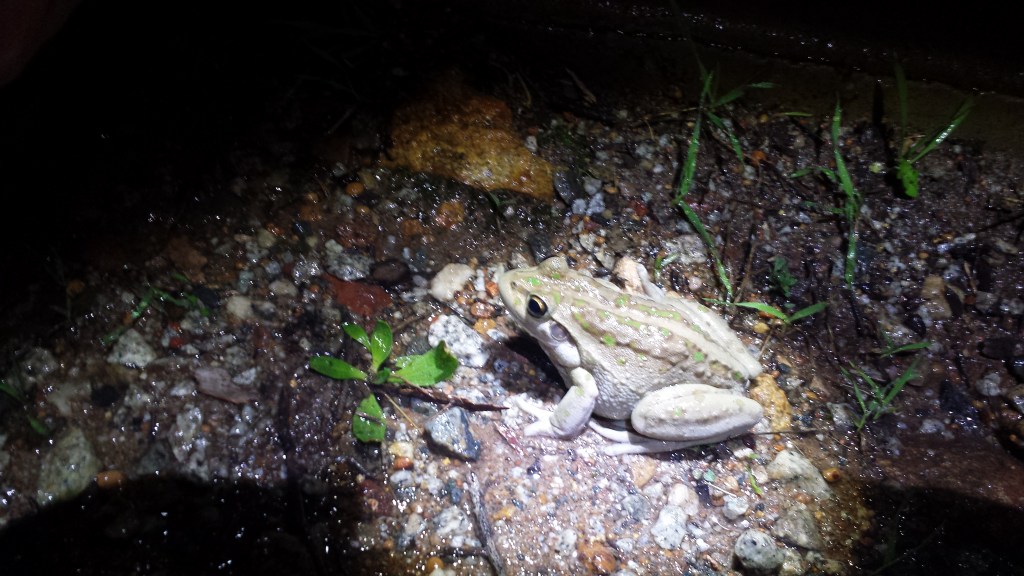 Frogging at Lesmurdie&nbsp;Falls