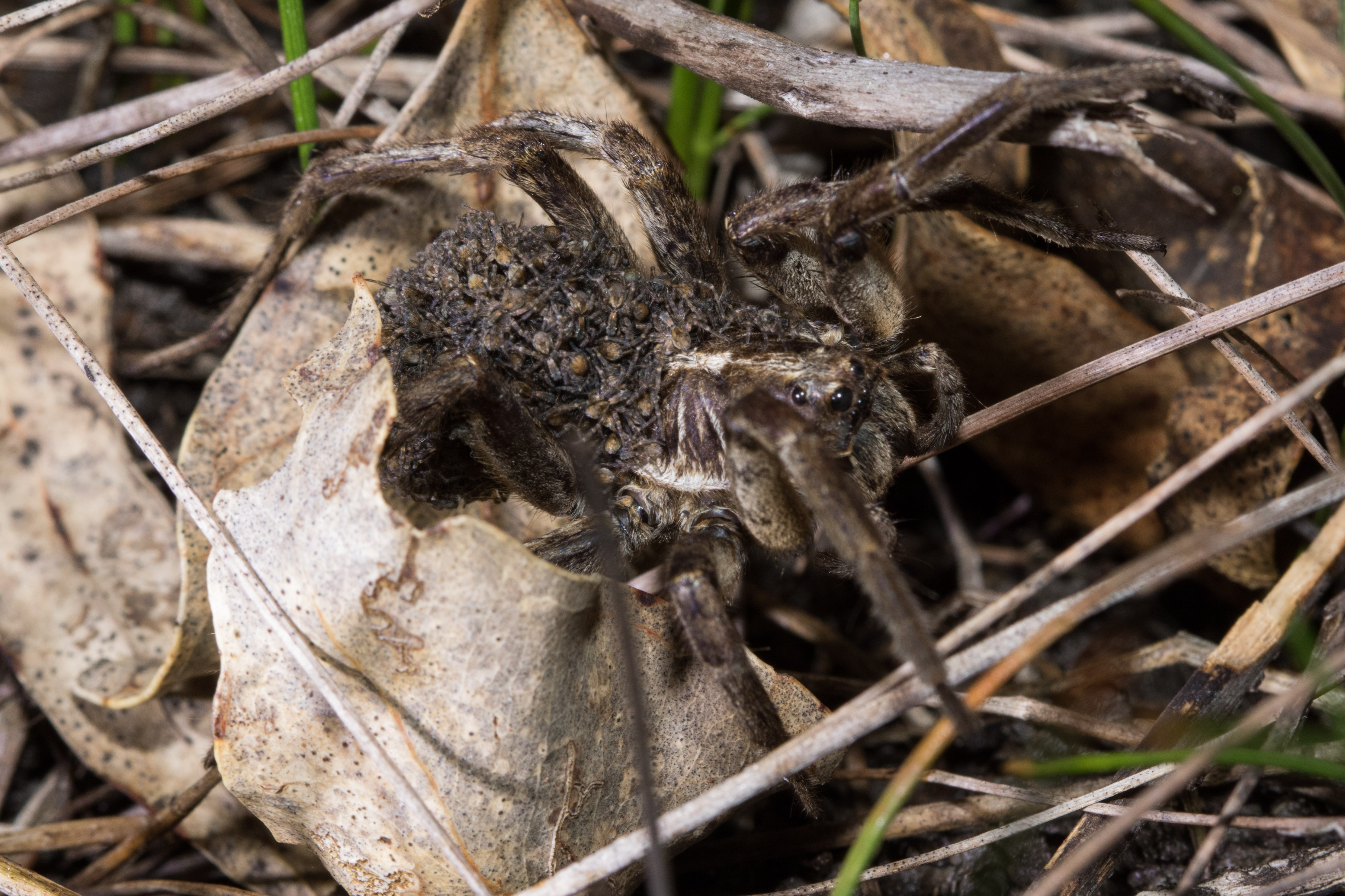 20160622-102A4326-resize