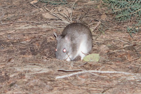 20160710-102A4410-resize