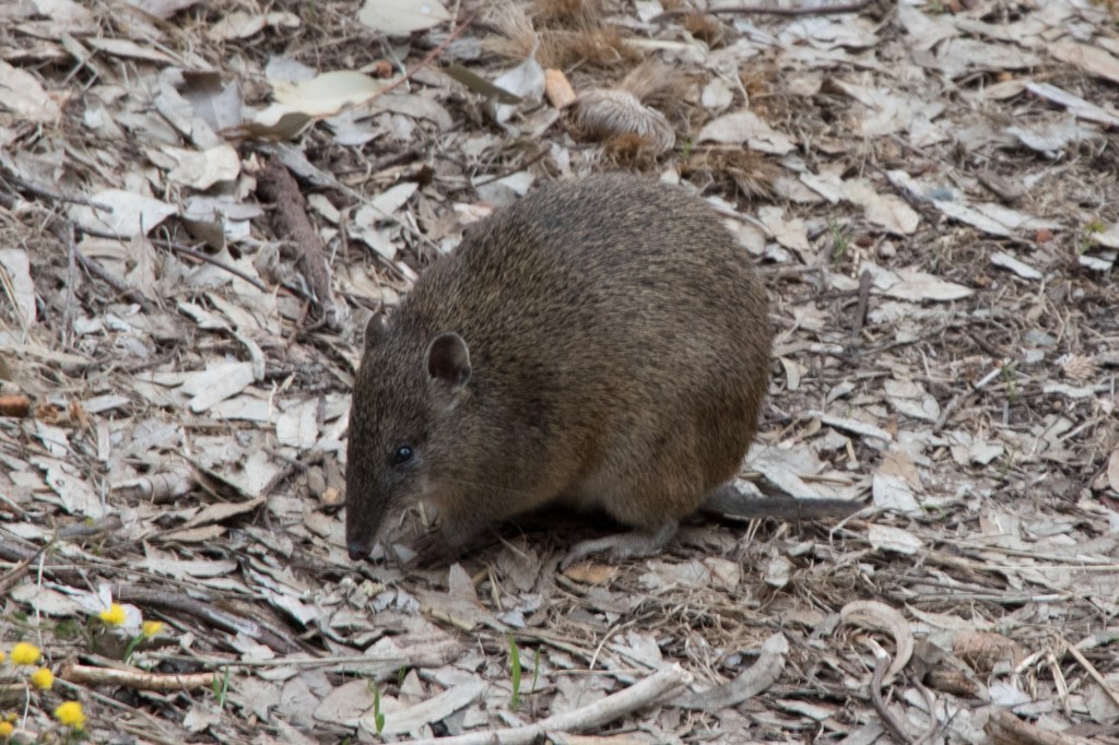 Bushwalking at Lesmurdie Falls with my&nbsp;son