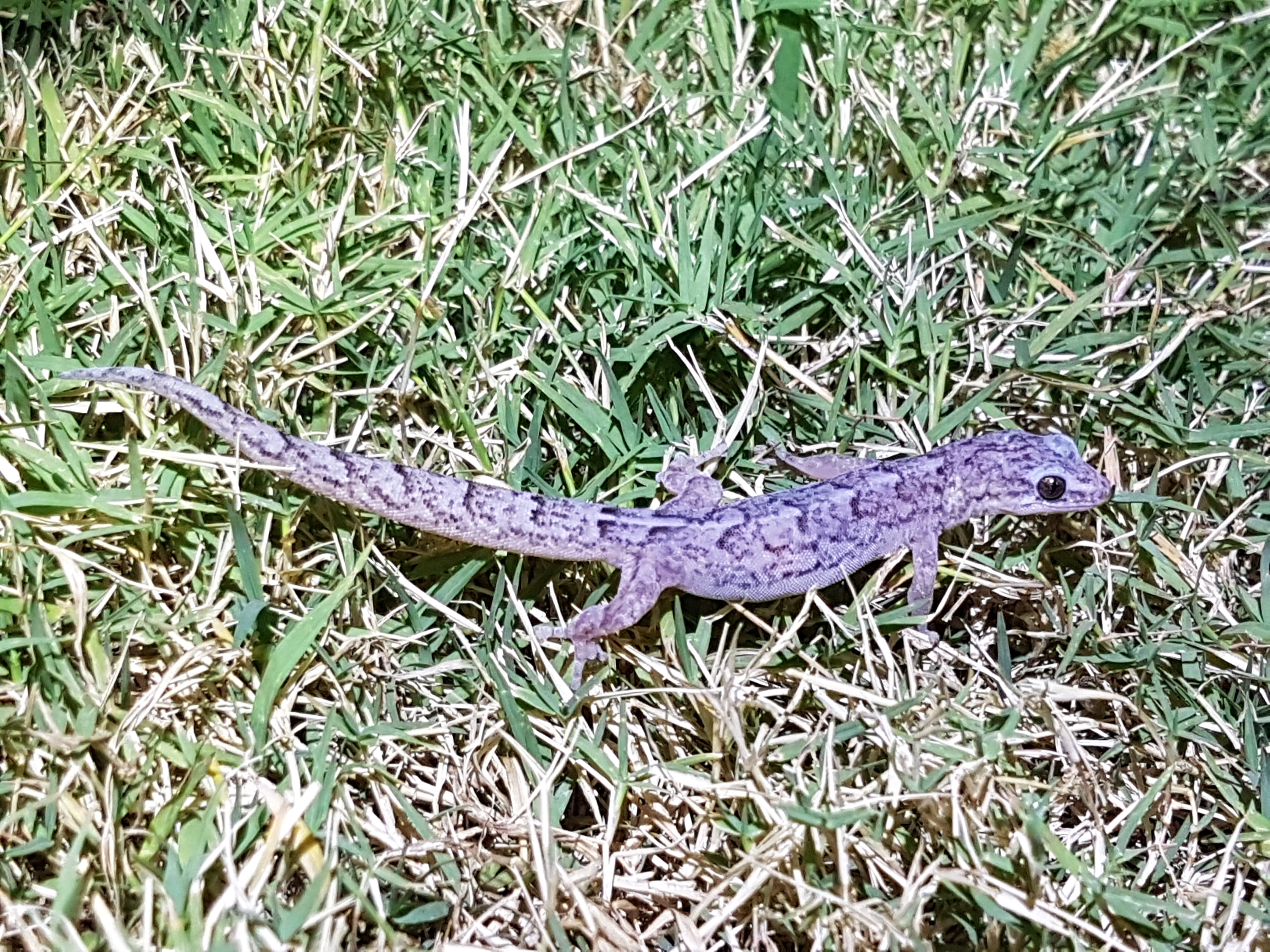 Reptiles at home – Two-toed earless skink & Marbled gecko