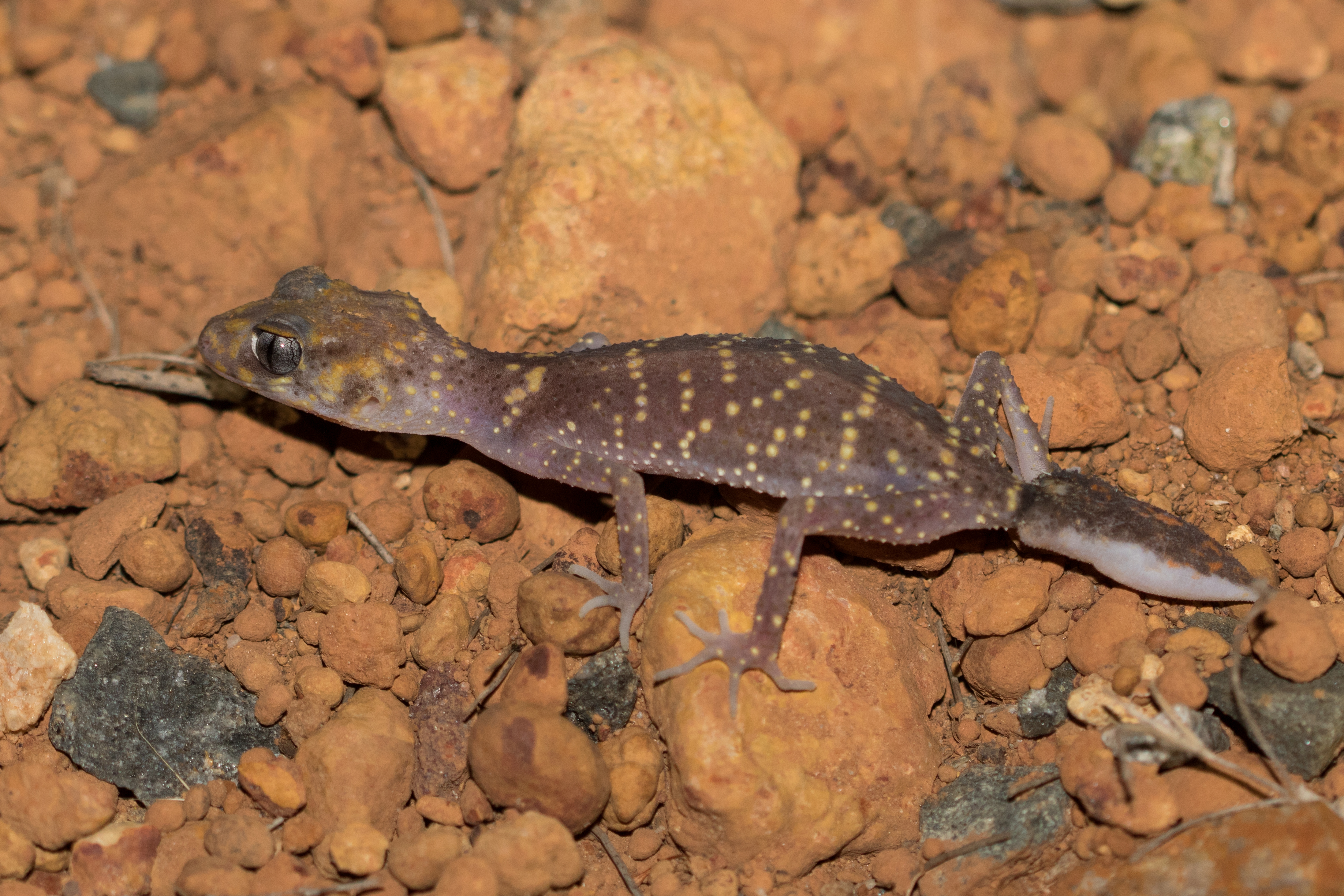 20161221-102a6486-resize