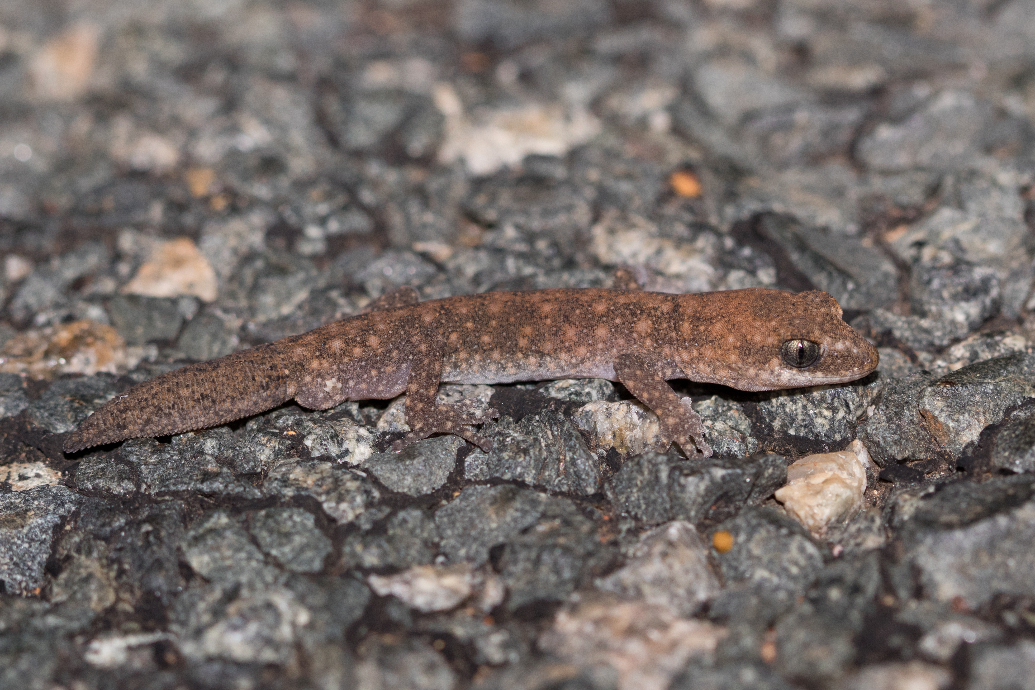 Herping at Canning Dam