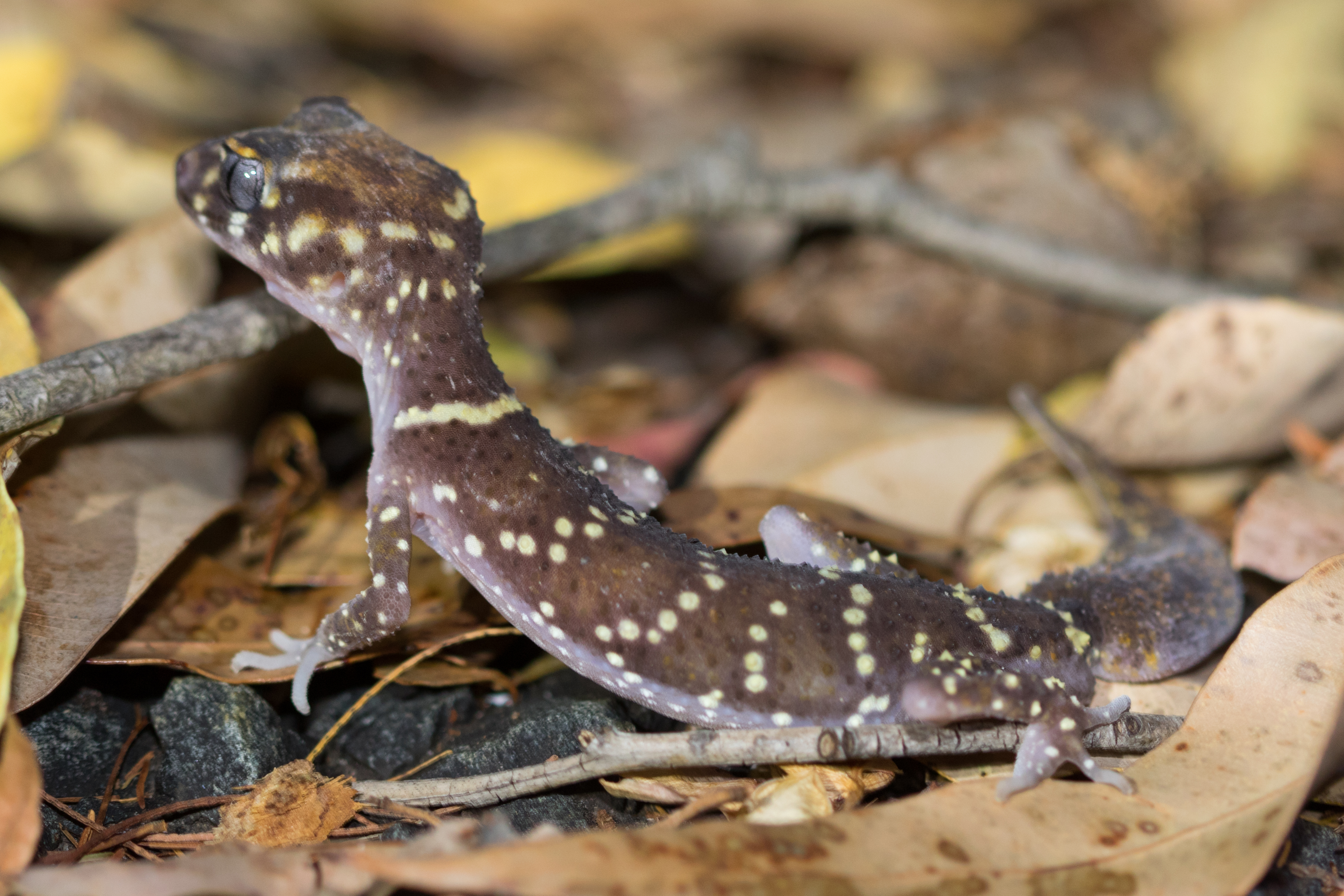 20161221-102a6500-resize