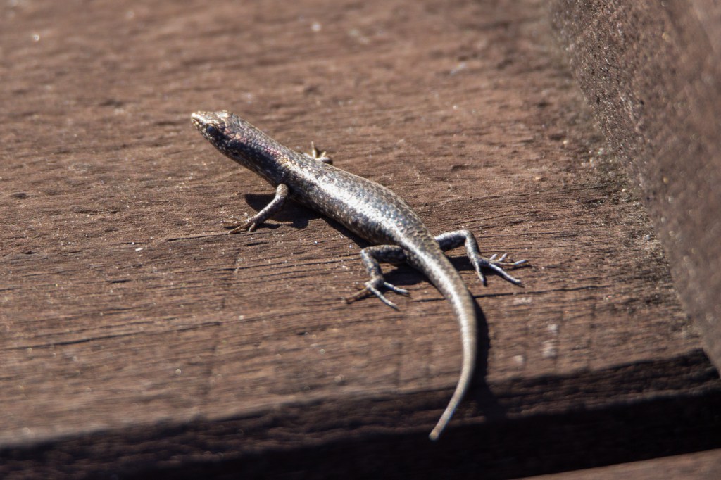 More backyard herps!
