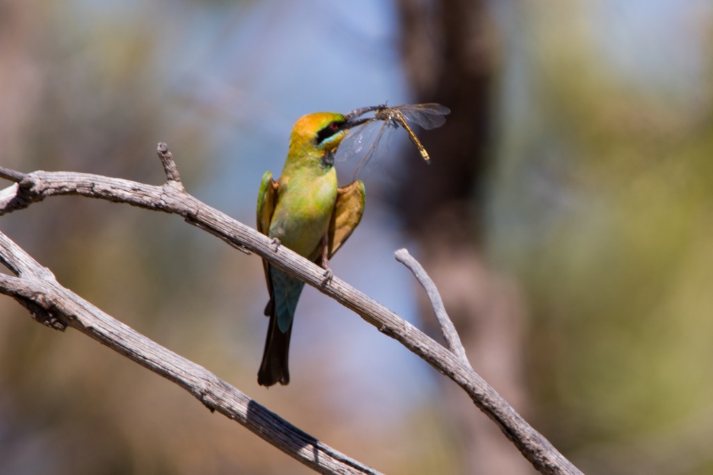 Rainbow Bee Eaters and Camera&nbsp;Traps…