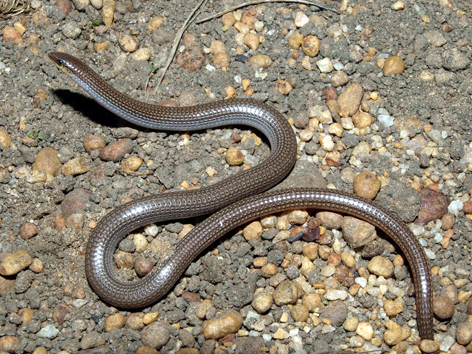 Southwest Yellow-throuted Worm Lizard @ Mundaring