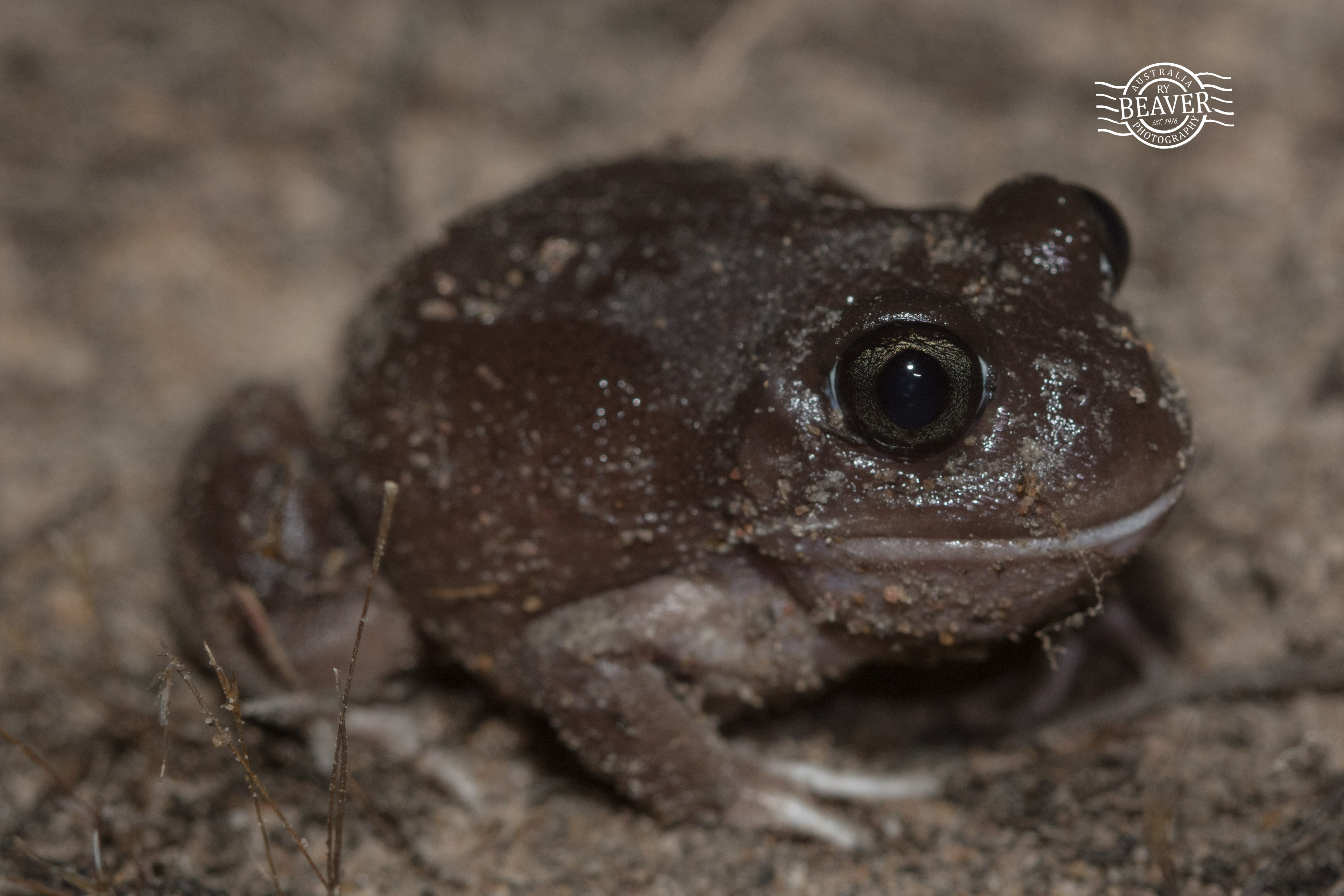 Burrowing frogs