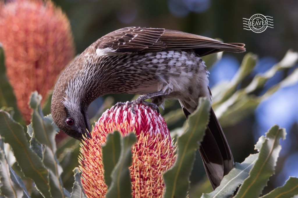 Piney Lakes –&nbsp;revisit