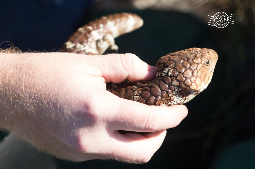 Trapping at Kensington&nbsp;Bushland