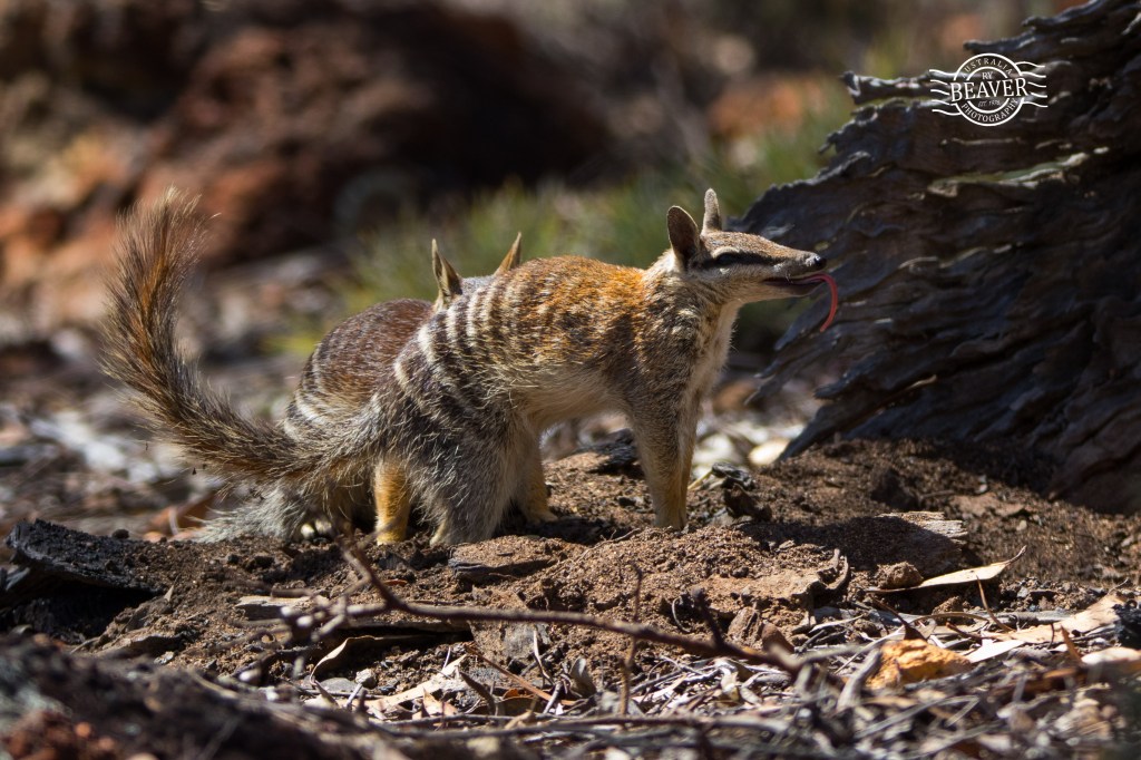 Dryandra & Boyagin – Woylies &&nbsp;numbats!