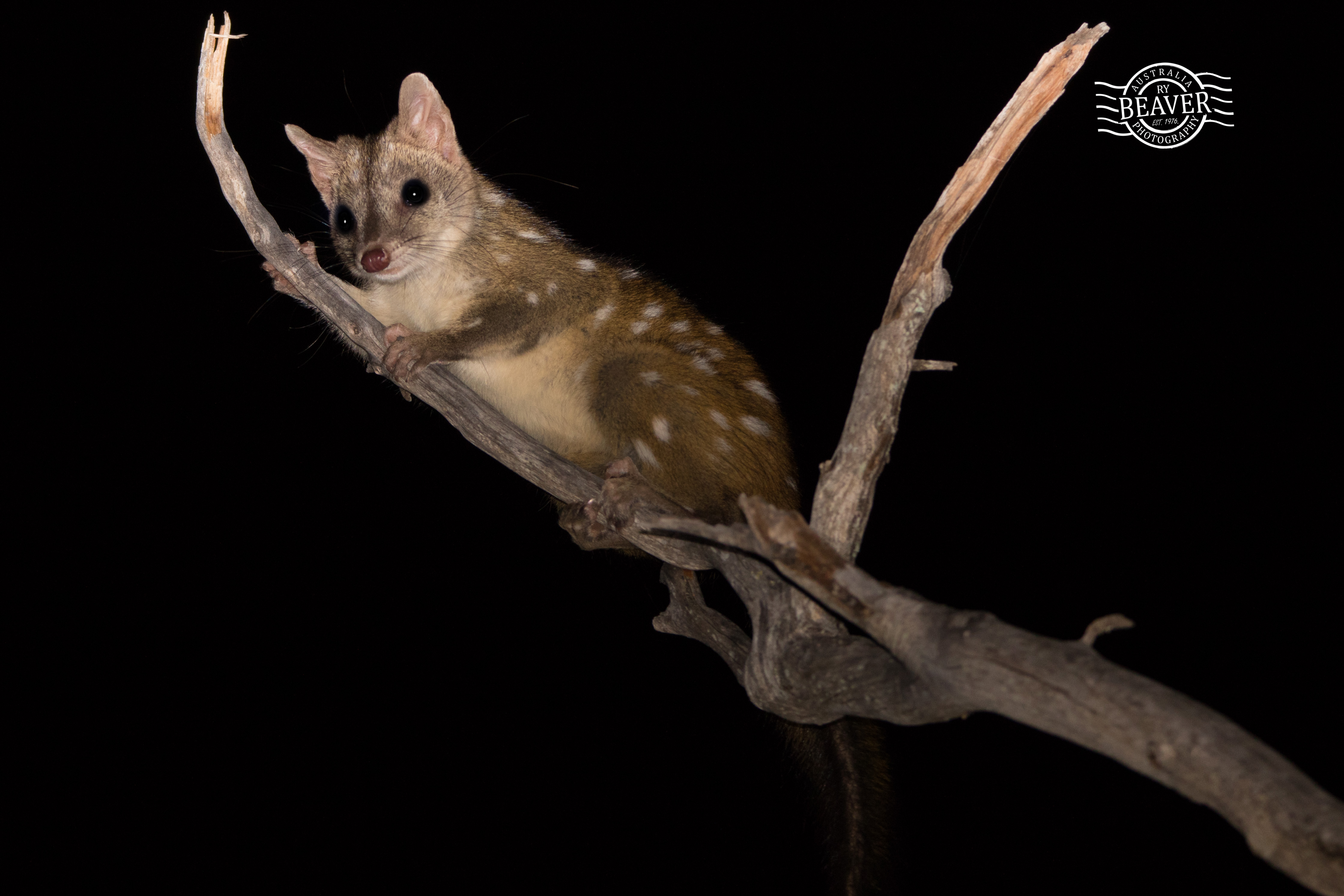 Dryandra spotlighting – mammal heaven!