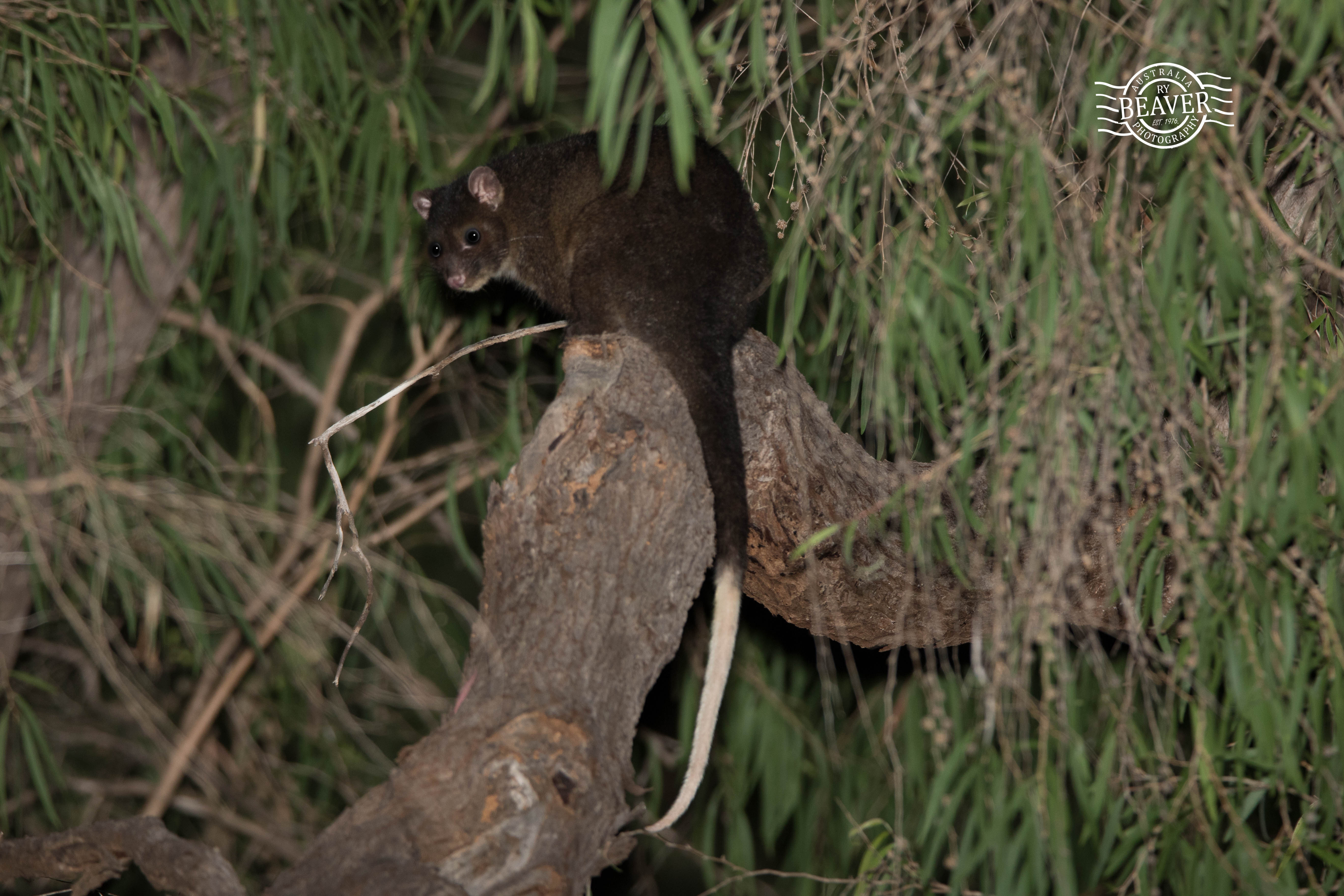 Ngwayir (Western ringtail possum) in Dawesville