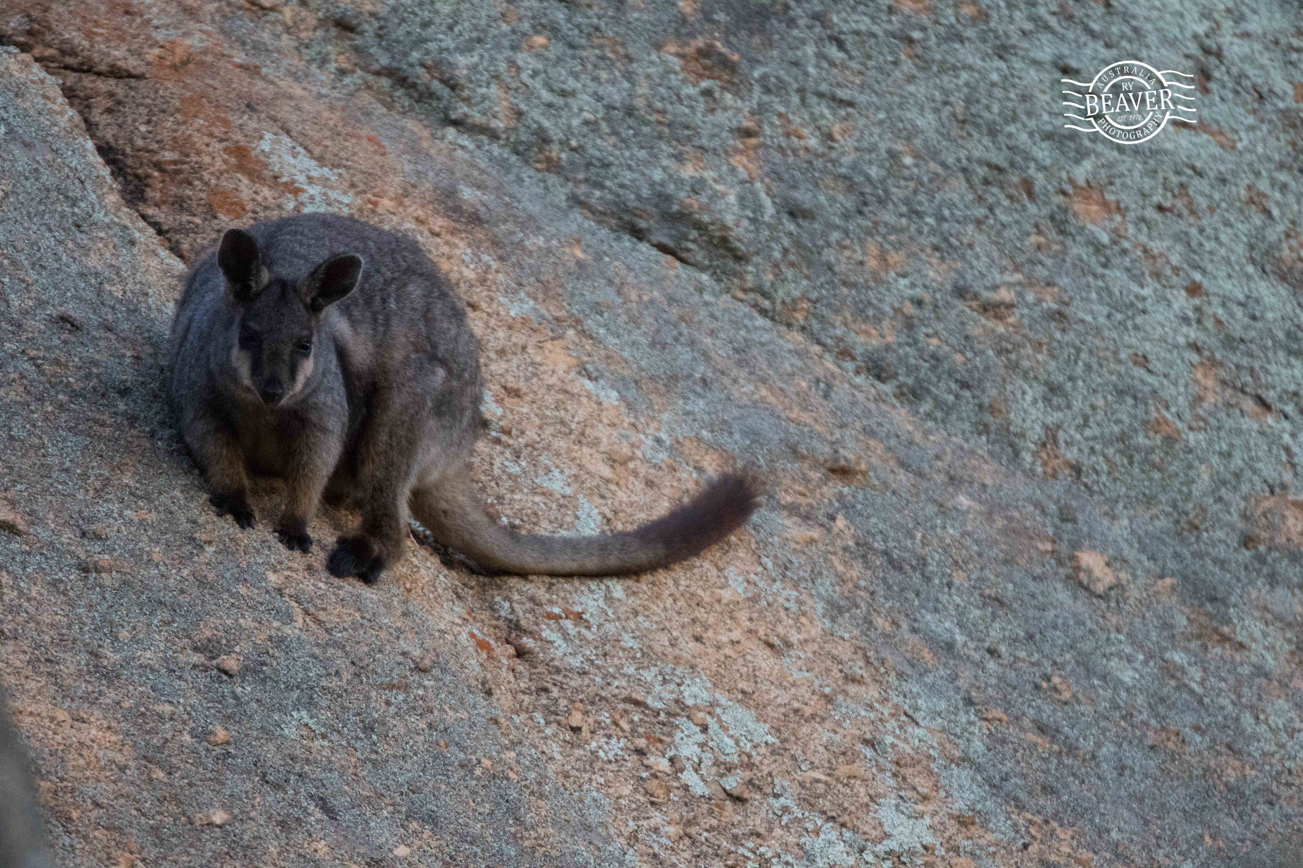 Rock-wallabies of the Wheatbelt and Frogs that go hoot!