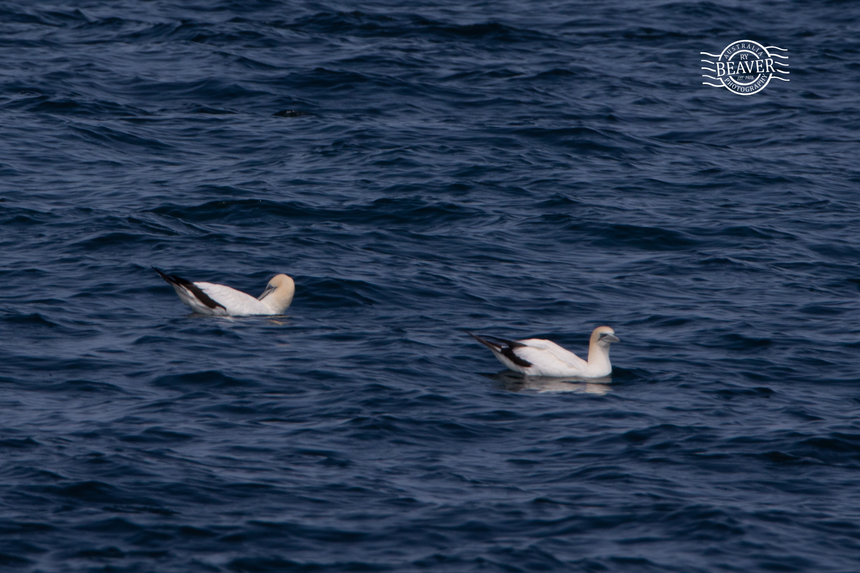 20180924-102A0052-resize