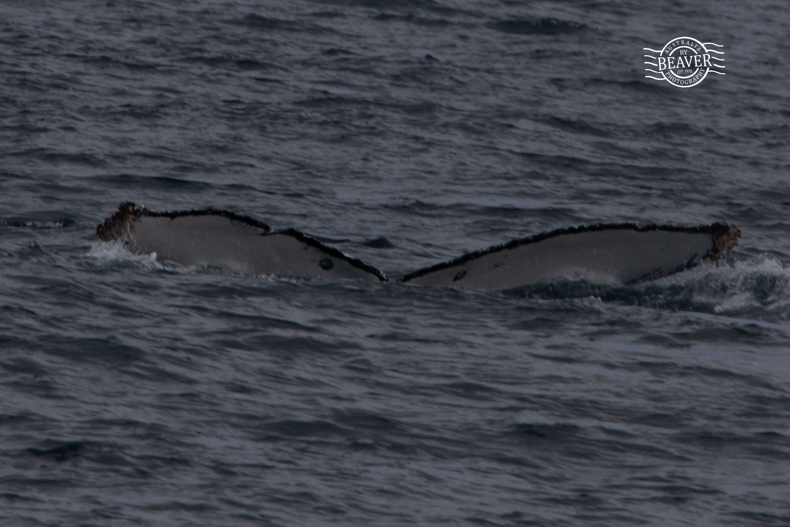 20180924-102A9999-resize