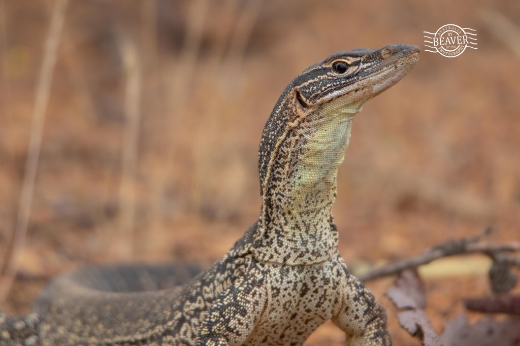 Numbat survey at Boyagin Nature Reserve with Project&nbsp;Numbat