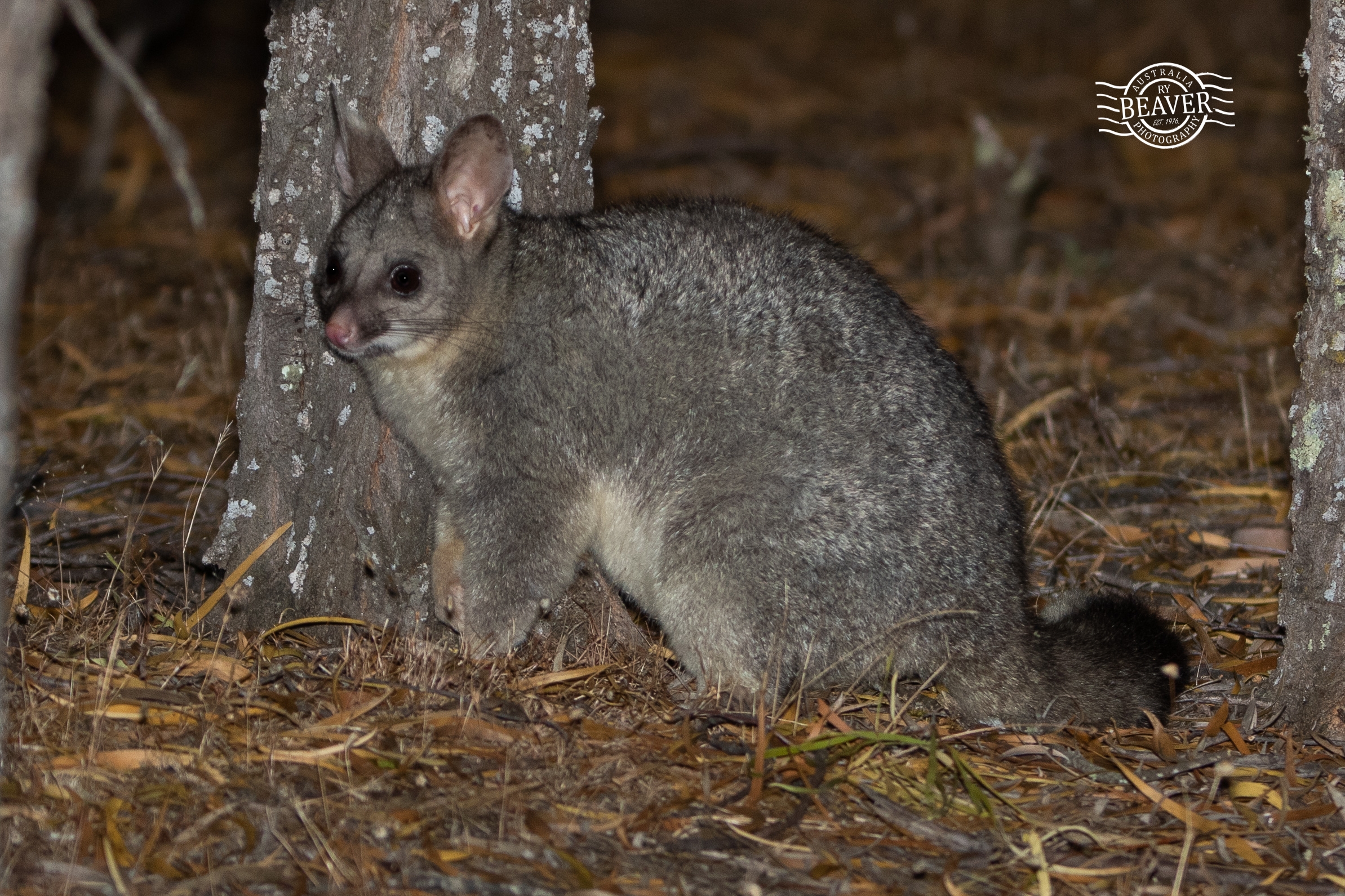 Dryandra woodland in a night!