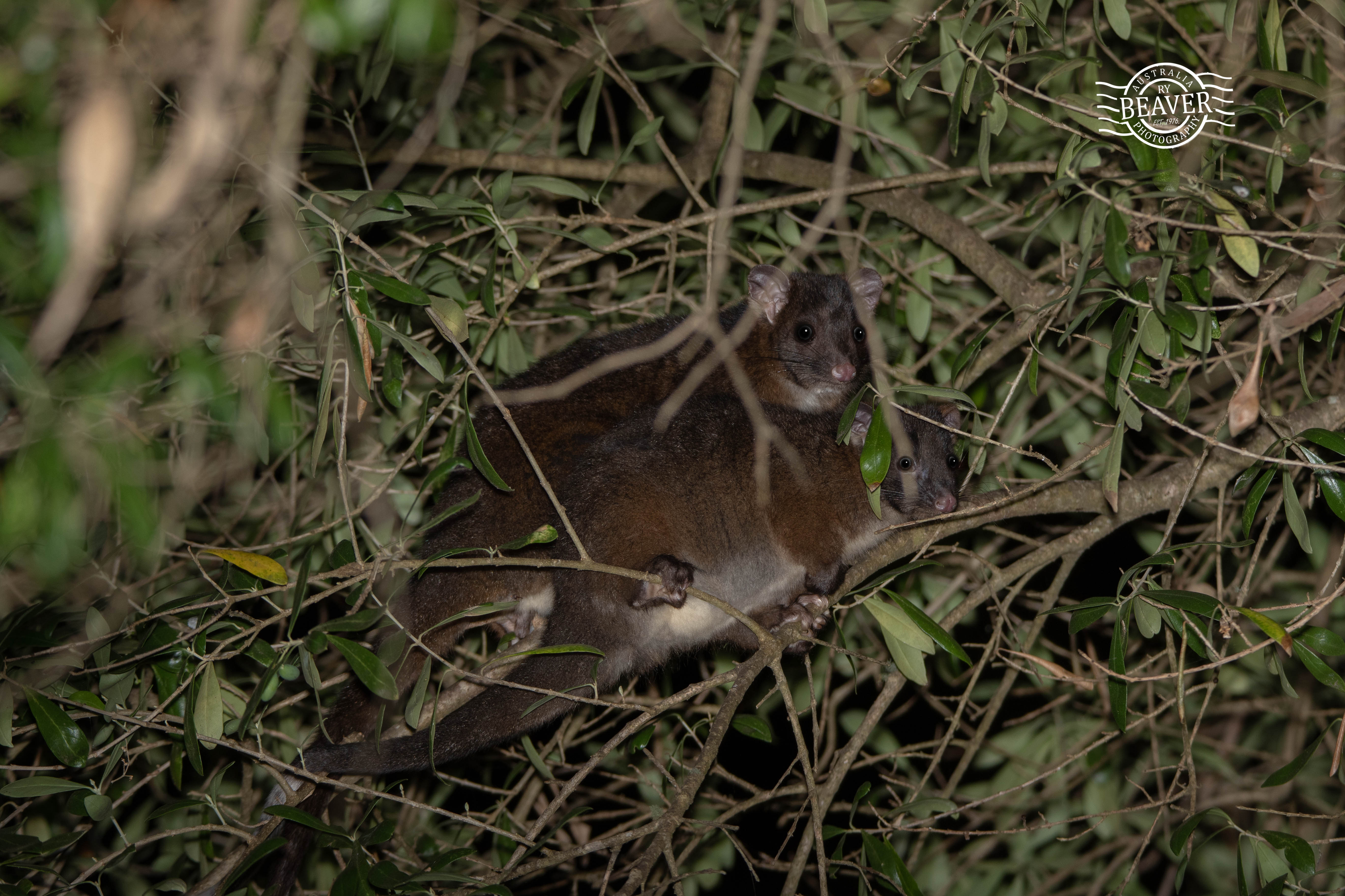 The critically endangered possums of Busselton…