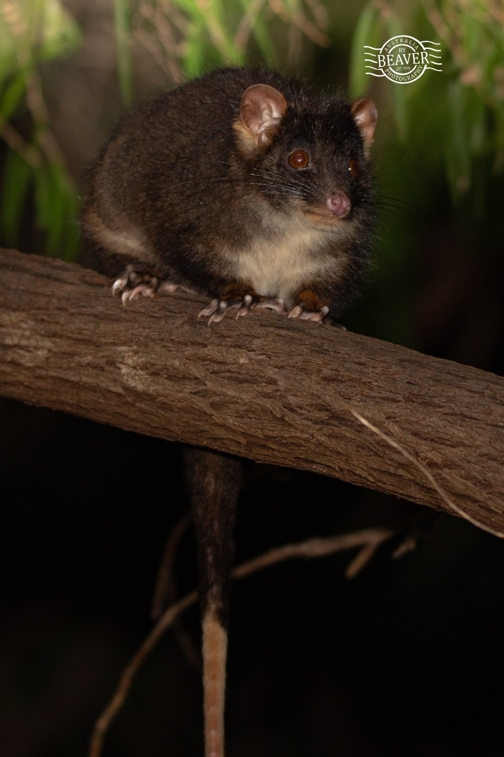 Easter possums of&nbsp;Mandurah