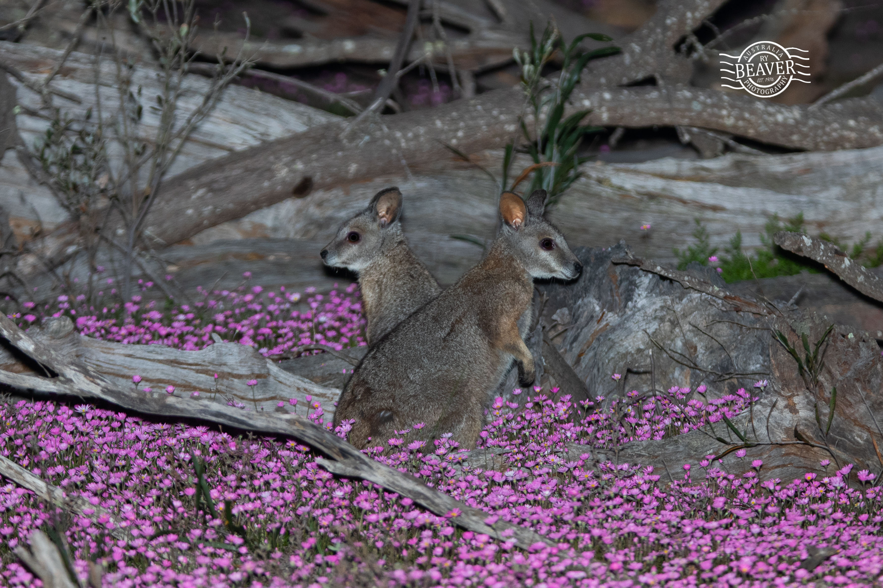 Tutanning nature reserve with the WA Nats