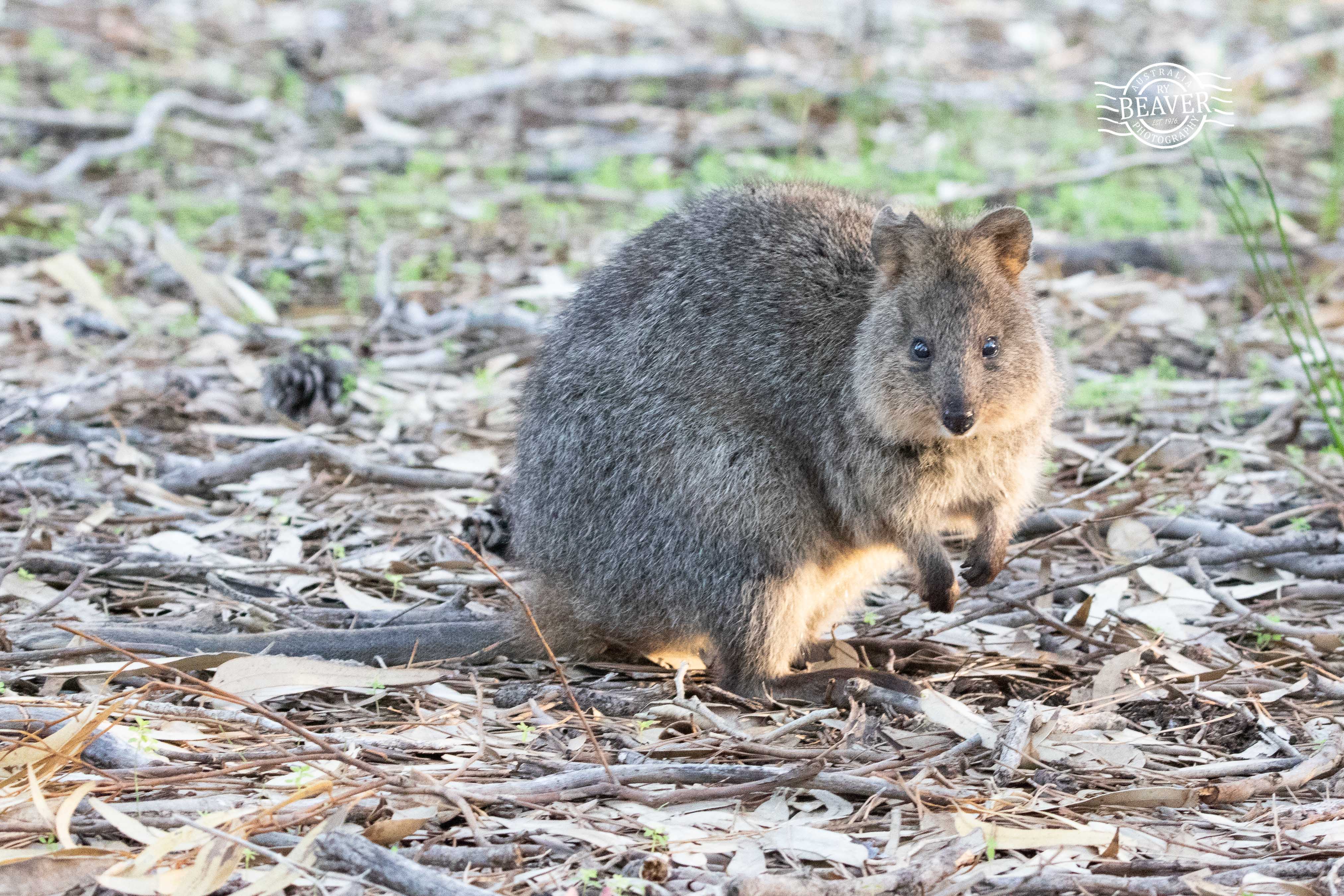 Rottnest in winter…