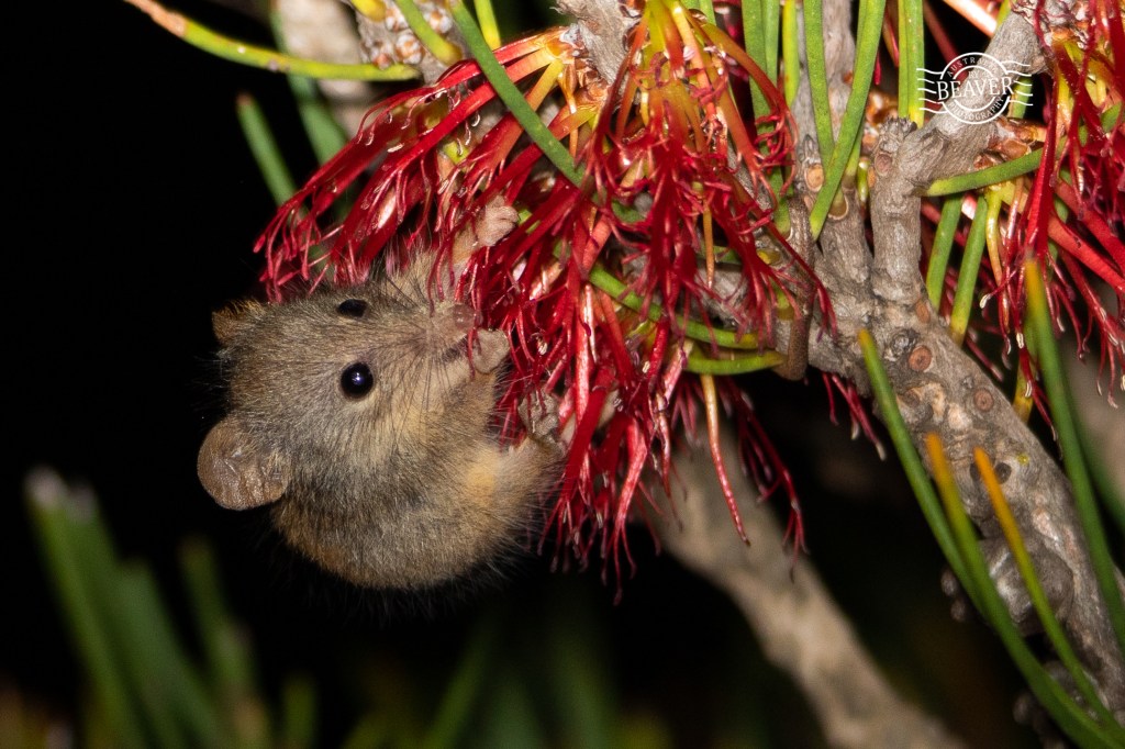 Noolbenger at Cheynes Beach