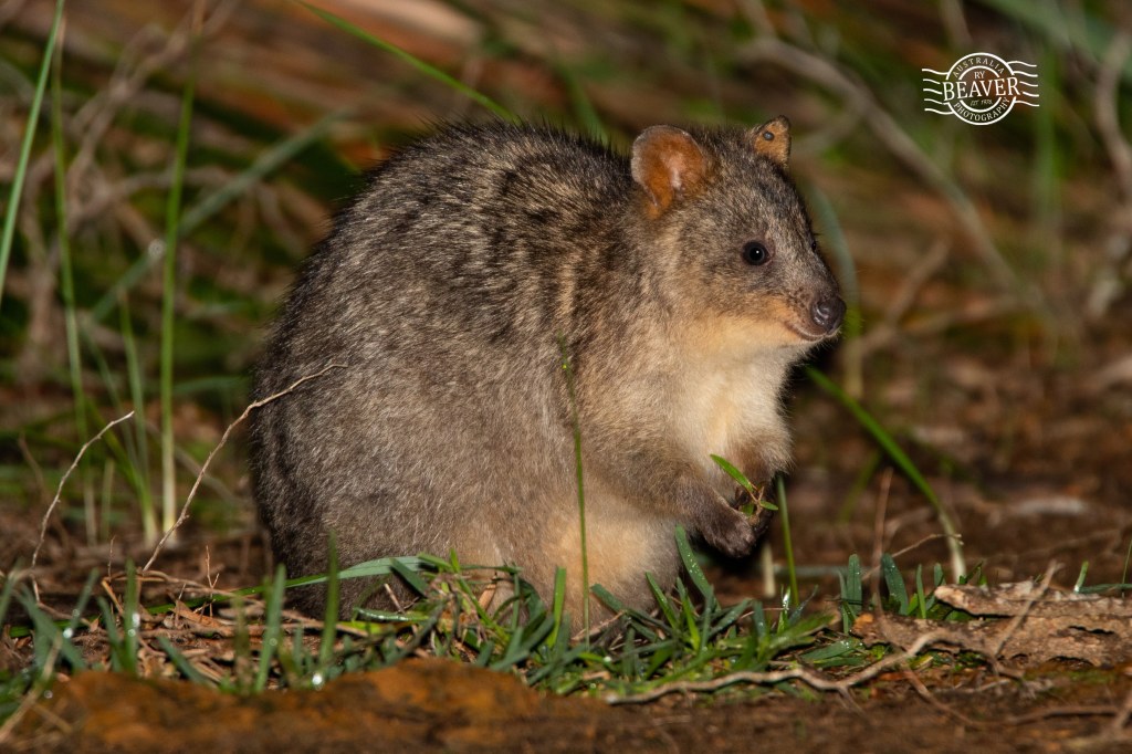 Mainland Quokka at Two Peoples Bay