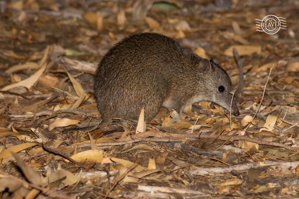 Craigie Bushland: Quenda, possums & a bat!