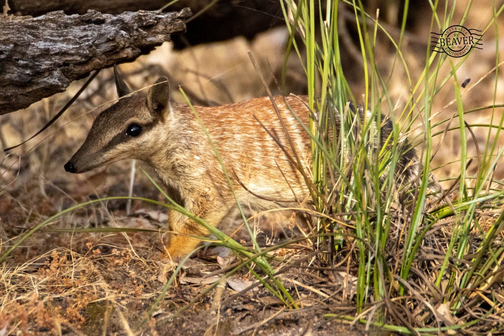 Dryandra Woodland NP with my kids!