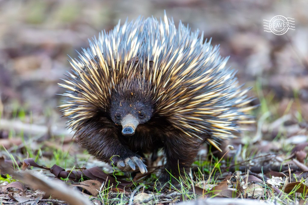 Dryandra with family