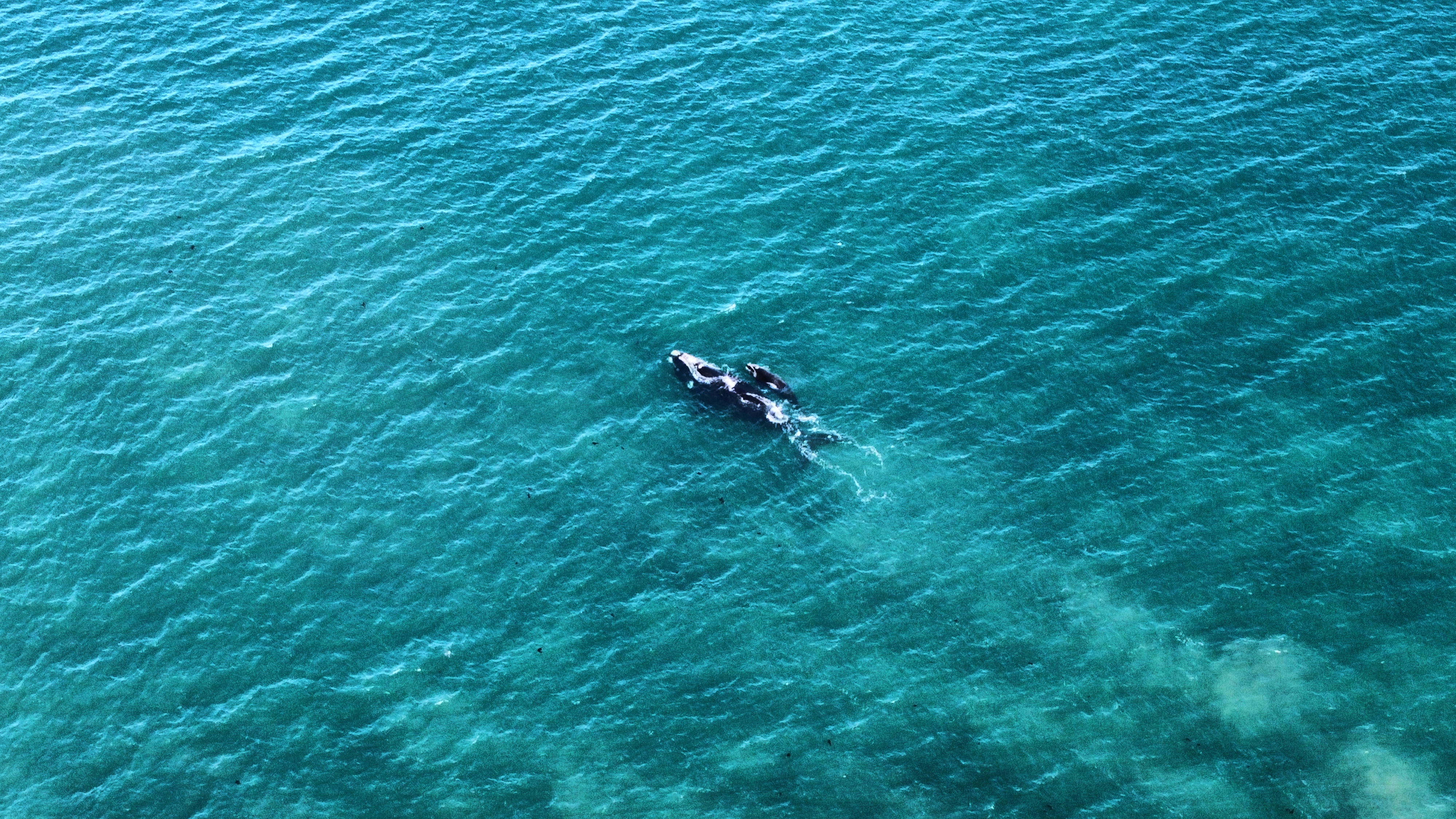 Right whale & calf off the Perth coast