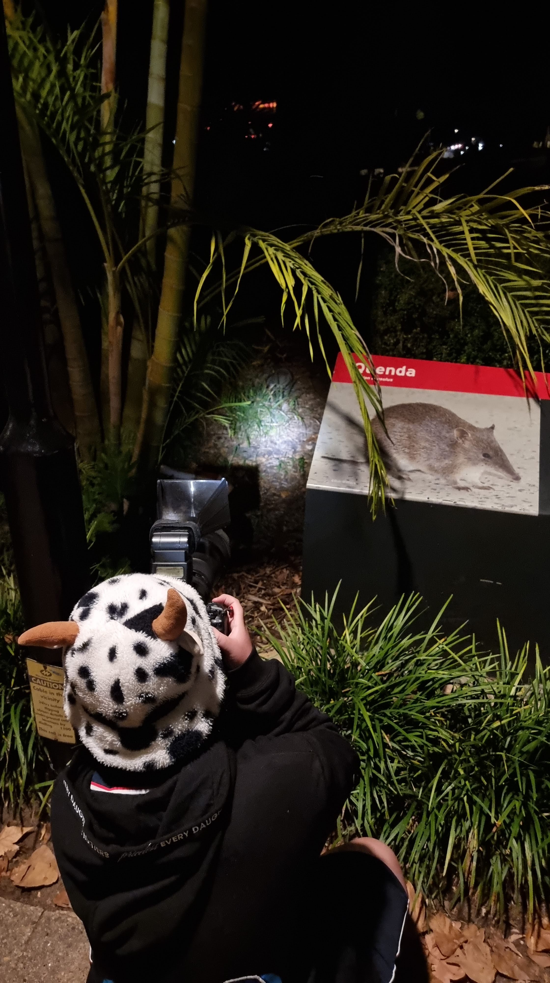 Photo of taking a photo of a Quenda