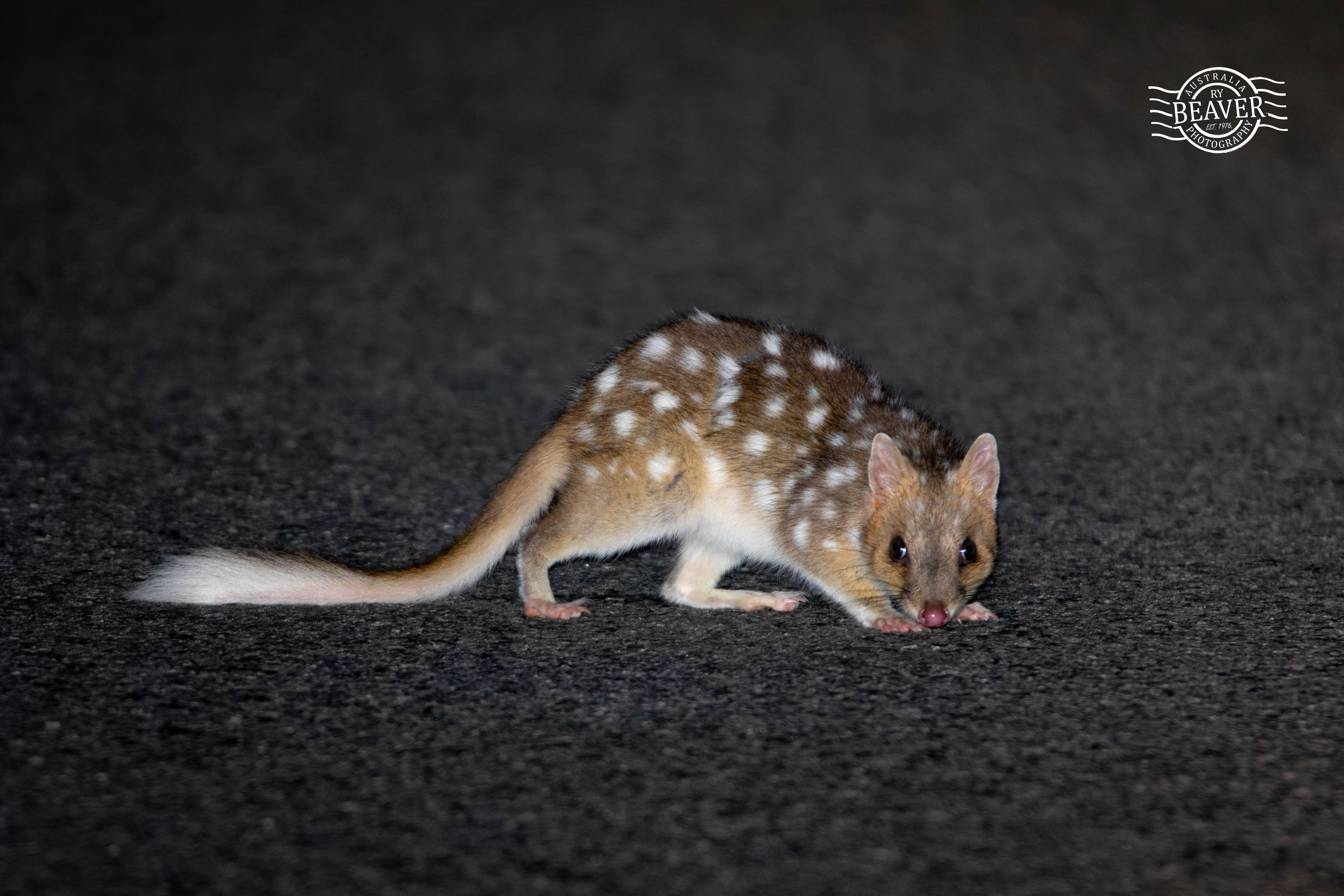 Tasmania with the Family — Part 1: Bruny Island and the Night of the Quolls