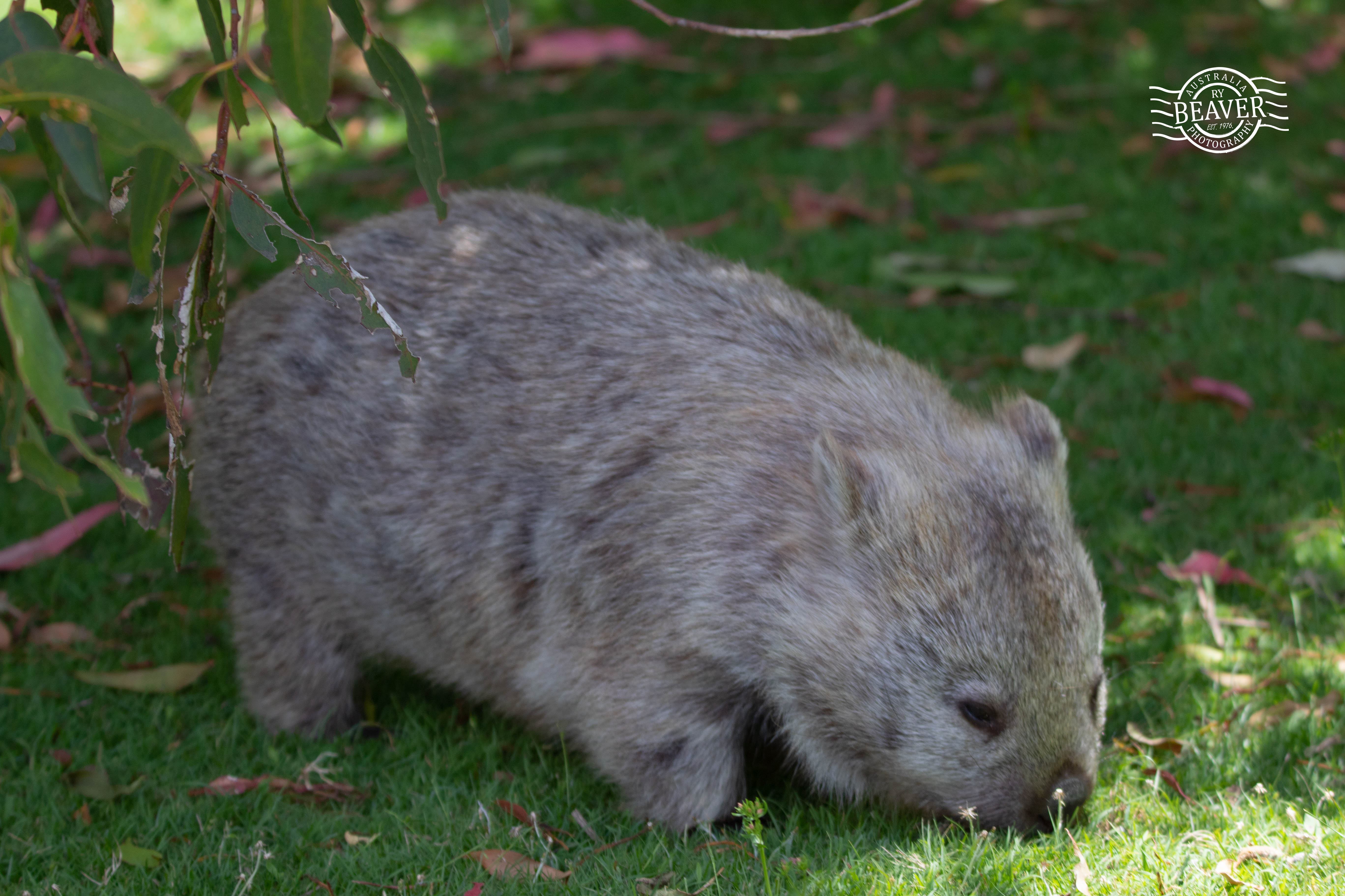 Tasmania with the Family — Part 2: Waterworks Reserve, Maria Island and Wombats for the Kids